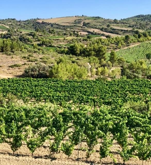 Terrasserte vinmarker i La Livinière